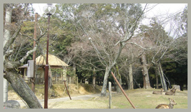 奈良公園照明灯設置工事